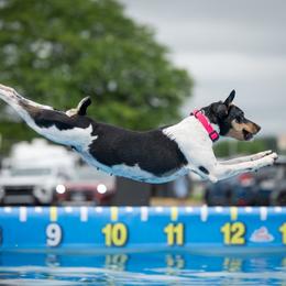 Juju - Rat Terrier