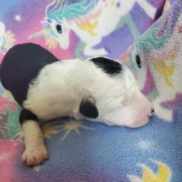 Girl 4 - female Sheepadoodle puppy in Bellevue, Iowa from Fluffy Wonders Poms and Doodles