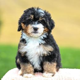 Victor (socialization program student) - Tri-color male Bernedoodle puppy in Dundee, Ohio from Down Home Doodle