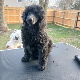 Red - Black female Poodle puppy in Big Rapids, Michigan from Meeker's Ridge Standard Poodles