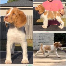 Blue Boy - Orange and white male Brittany puppy in Katy, Texas from Jenvy Brittanys