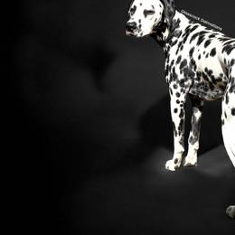 Peter - Dalmatian
