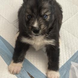Mittens - Agouti and white female Siberian Husky puppy in Pensacola, Florida from Nancy Barger's Siberian Huskies