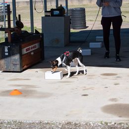Basenji Puppies from Flutesong Basenjis II