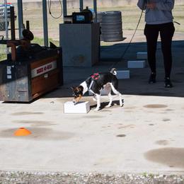 Basenji Puppies from Flutesong Basenjis II