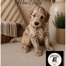 Miss Taffy - Red female Bernedoodle puppy in Altura, Minnesota from Bluffside Berners