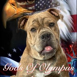 Olde English Bulldogge Puppies from Gods Of Olympus Bulldogges