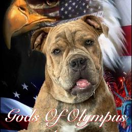 Olde English Bulldogge Puppies from Gods Of Olympus Bulldogges