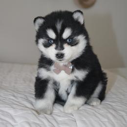 Tyson 1895 - Gray and white male Pomsky puppy in Apple Creek, Ohio from Kathryn Troyer
