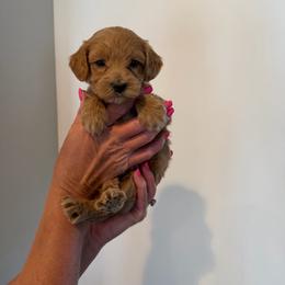 Mosquito (Squito) - Cream male Goldendoodle puppy in Payson, Utah from Country Sky Doodles