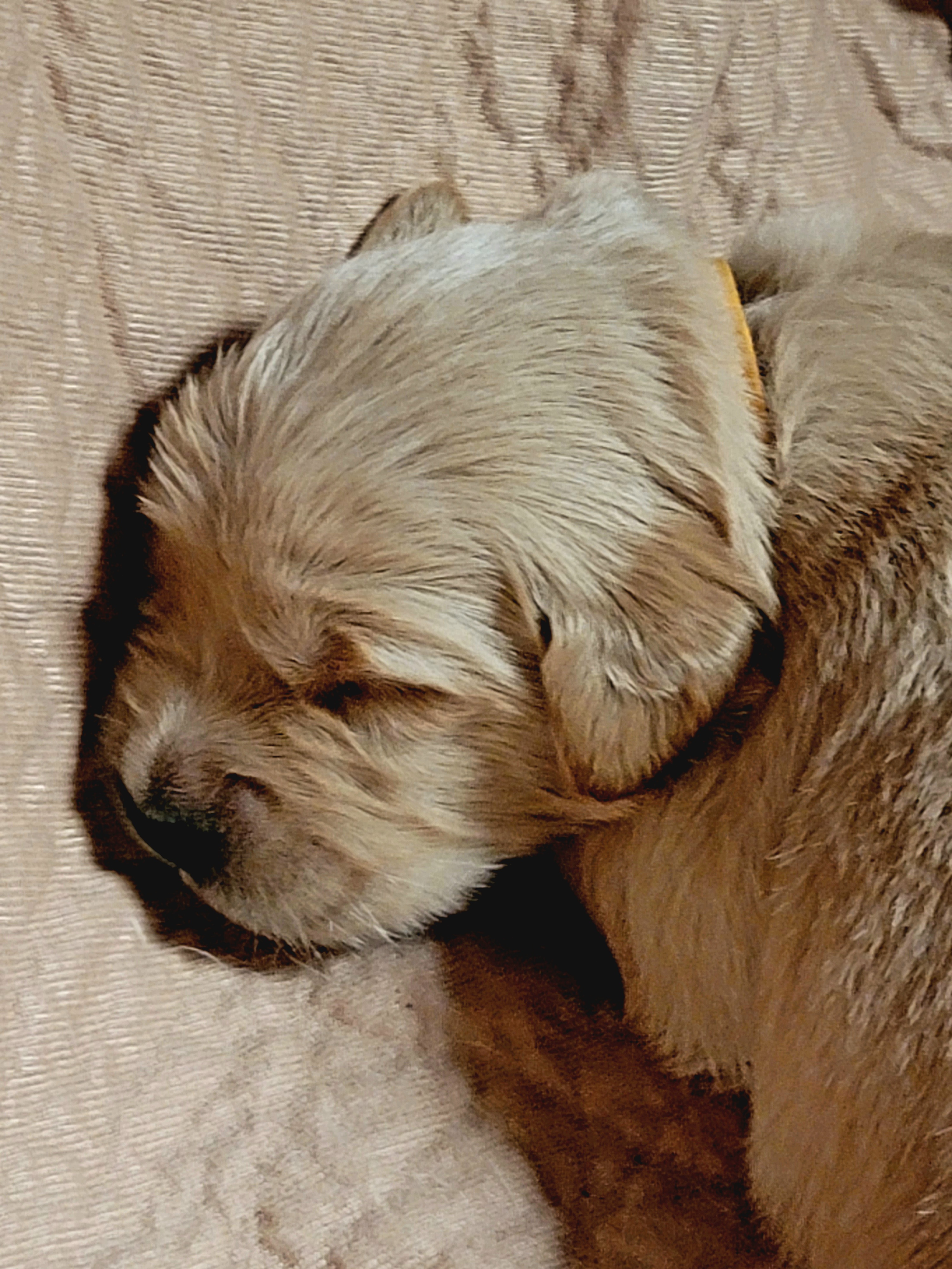 Golden Retriever Puppies from JK Goldens
