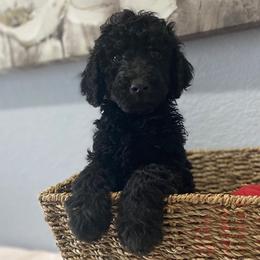 Goldendoodles from Bay Area Doodles