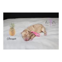 Pineapple - Apricot female Goldendoodle puppy in Mancelona, Michigan from Lavender poodles & doodles