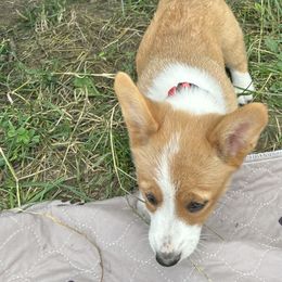 Yellow Collar - Red and white Cardigan Welsh Corgi puppy in Coopersville, Michigan from Corgi 4 Christ