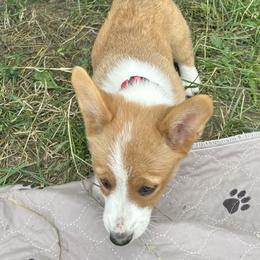 Yellow Collar - Red and white Cardigan Welsh Corgi puppy in Coopersville, Michigan from Corgi 4 Christ