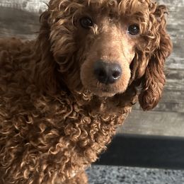 Grace - Poodle