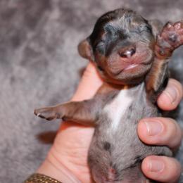 Black dapple boy - Dapple male Dachshund puppy in Stockton, California from Wiggles & Wags Dachshund's