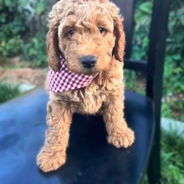 Goldendoodle, Maltipoo, and Poodle Puppies from Winchester Hills Poodles and Doodles