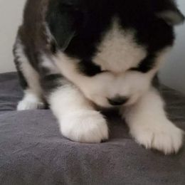 Siberian Husky Puppies from Xk siberians