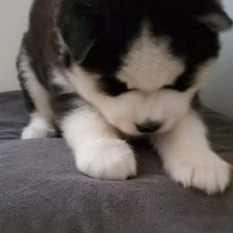 Siberian Husky Puppies from Xk siberians