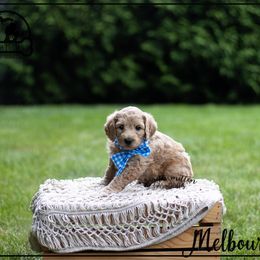 Australian Labradoodle Puppies from South Mitten Labradoodles