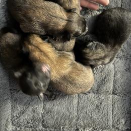 Red Girl - Fawn and black female Belgian Tervuren puppy in Hastings, Minnesota from Century Hills Farm