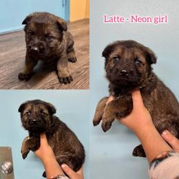 Latte - Girl 1 - Sable female German Shepherd puppy in Oakley, California from Von Guadachi German Shepherds & Audacity Border Collies