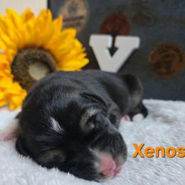 Xenos - Black male Central Asian Shepherd Dog puppy in Michigan from Guardian Dog