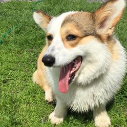 Pembroke Welsh Corgis from Maple Bluff Bernedoodles and Pembroke Welsh Corgis
