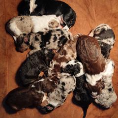 Bordoodle Puppies from Brisby Bordoodles