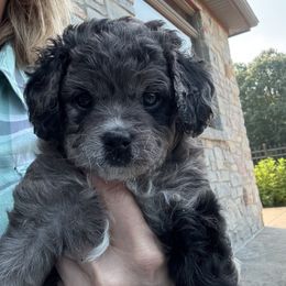 Sparkler - Merle female Cavapoo puppy in Hesperia, Michigan from Yankee Doodle Dogs