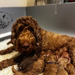 Sawyer - Labradoodle