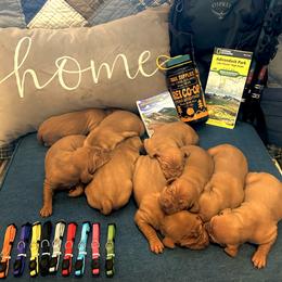 Girl 7 - female Vizsla puppy in Constableville, New York from Mill Pond Farm Vizslas