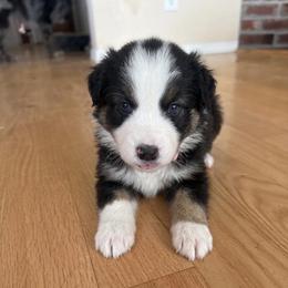 Dragonfly - Black tri-color female Australian Shepherd puppy in Ellensburg, Washington from Creekside Aussies
