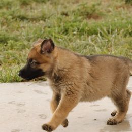 German Shepherd Puppies from Vom Haus Denfors K9