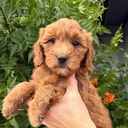 Millie - Red  female Goldendoodle puppy in Tucson, Arizona from Adored Poodle & Doodles