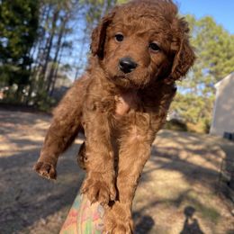 Goldendoodle Puppies from DeBerrys Doodles