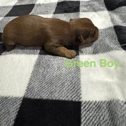 Green boy - Gold and white male Shorkie puppy in San Tan Valley, Arizona from Great Mates