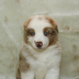 Zen - Red merle male Australian Shepherd puppy in Richmond, Texas from Big Zen Aussies