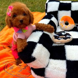 Godiva - Red female Maltipoo puppy in Sugar Land, Texas from Celebrity Maltipoos