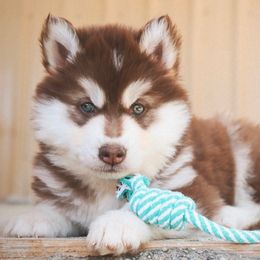 Cheddar - Red and white male Siberian Husky puppy in Bly, Oregon from Hill Top Huskies