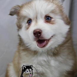 Pomsky Puppies from Angel's Creek Pomskies