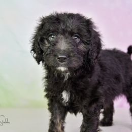 Aussiedoodle Puppies from Dreamcatcher Dogs