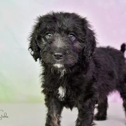 Aussiedoodle Puppies from Dreamcatcher Dogs