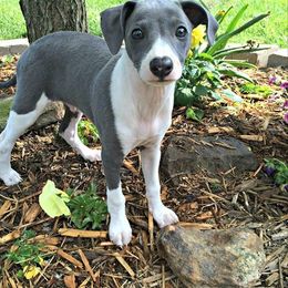 Italian Greyhound Puppies from Kentucky Greyhounds