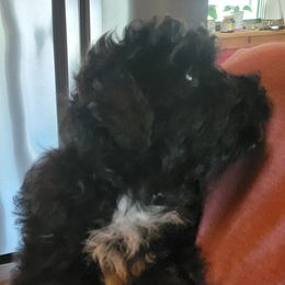 Blu Jasper - Black male Havanese puppy in Manchester, Texas from Darrtfarms