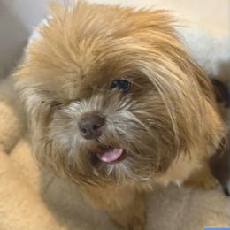 Autumn - Shih Tzu