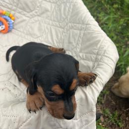 Pansy - Black and tan female Dachshund puppy in Tahlequah, Oklahoma from Love Some Dogs Dachshunds & Cavalier King Charles Spaniels,Cavapoos