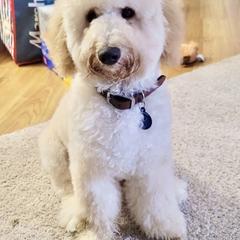 Bernedoodle, Double Doodle, and Goldendoodle Puppies from Pia’s Doodle Poodle Wag