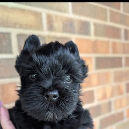 Scooby - Black and gold male Yorkshire Terrier puppy in Gaylesville, Alabama from Sweet Alabama Yorkies